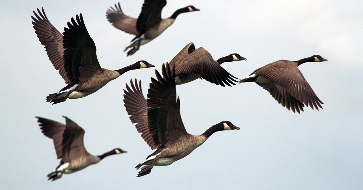 Cloud MIgration