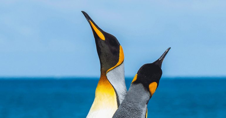 Two penguins looking up into the sky.