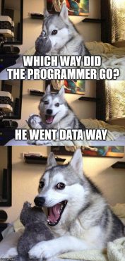 Programmer Dog Meme